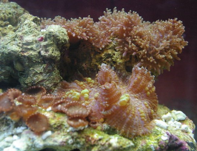 corals inverts - rhodactis inchoata - bullseye mushroom stocking in 75 gallons tank - mushrooms and some zoo's corals inverts - rhodactis inchoata - bullseye mushroom stocking in 75 gallons tank - mushrooms and some zoo's