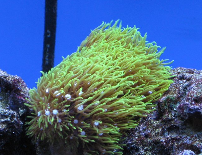 corals inverts - briareum sp. - starburst polyp stocking in 55 gallons tank - Green Star Polyop corals inverts - briareum sp. - starburst polyp stocking in 55 gallons tank - Green Star Polyop