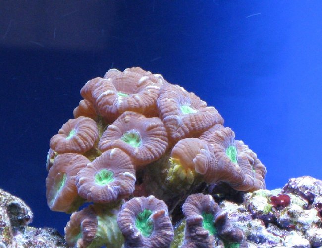corals inverts - caulastrea furcata - candy cane coral stocking in 55 gallons tank - Candy Cane corals inverts - caulastrea furcata - candy cane coral stocking in 55 gallons tank - Candy Cane