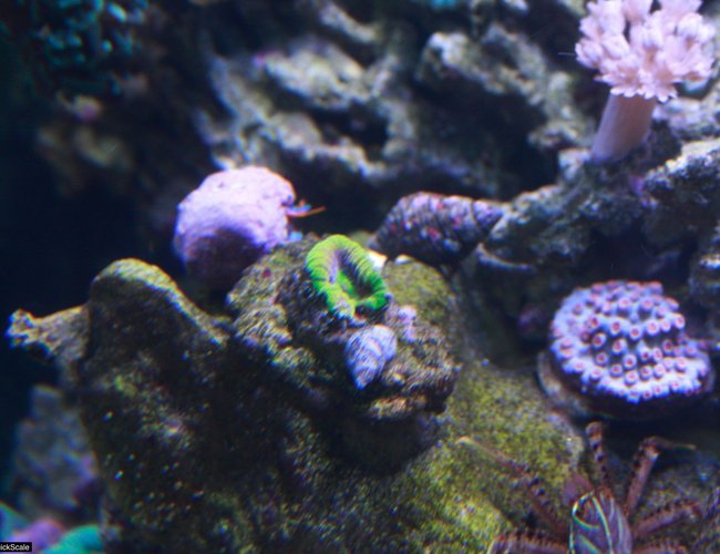 corals inverts - mycedium sp. - green eyed cup coral stocking in 60 gallons tank - prism favia, electric blue hermit, sally lightfoot crab, xenia and metero shower cyphastrea. corals inverts - mycedium sp. - green eyed cup coral stocking in 60 gallons tank - prism favia, electric blue hermit, sally lightfoot crab, xenia and metero shower cyphastrea.