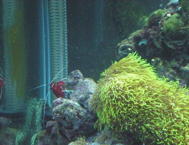 corals inverts - lysmata debelius - blood red fire shrimp stocking in 29 gallons tank - Fire shrimp corals inverts - lysmata debelius - blood red fire shrimp stocking in 29 gallons tank - Fire shrimp