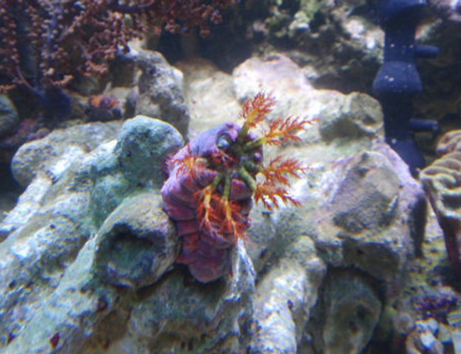 corals inverts - pseudocolochirus axilogus - sea apple, australian stocking in 144 gallons tank - Cucumber corals inverts - pseudocolochirus axilogus - sea apple, australian stocking in 144 gallons tank - Cucumber