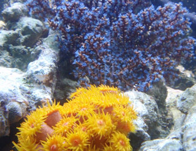 corals inverts - tubastrea faulkneri - orange sun coral stocking in 144 gallons tank - Blueberry Gregonian and Sun Polyps corals inverts - tubastrea faulkneri - orange sun coral stocking in 144 gallons tank - Blueberry Gregonian and Sun Polyps