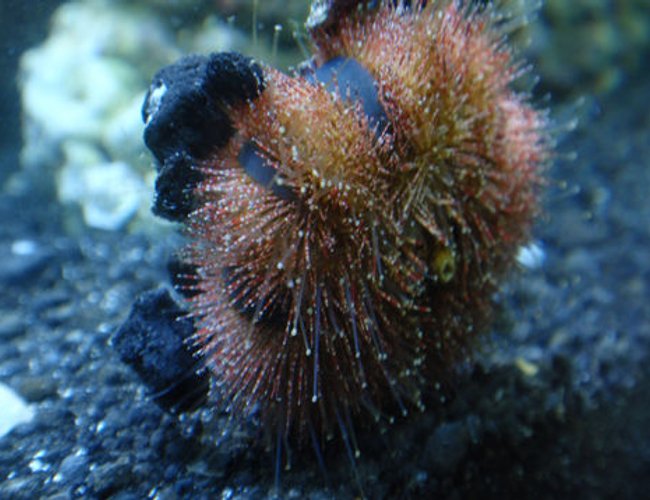 corals inverts - mespilia globulus - blue tuxedo urchin stocking in 144 gallons tank - Tuxedo Urchin corals inverts - mespilia globulus - blue tuxedo urchin stocking in 144 gallons tank - Tuxedo Urchin