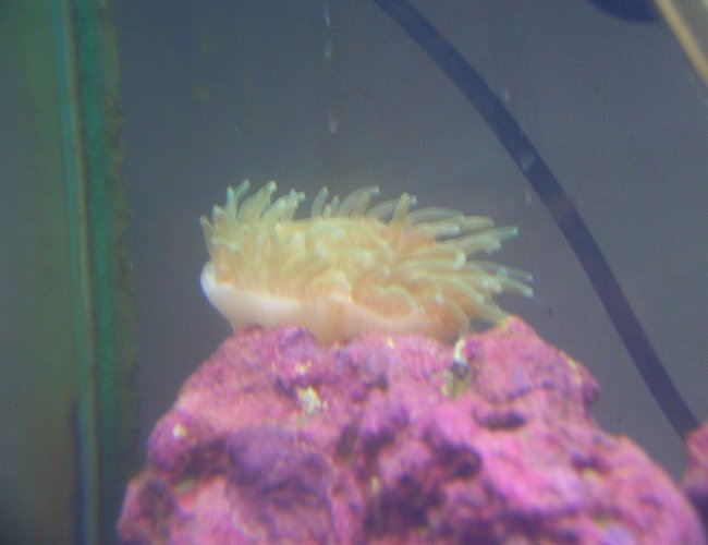 corals inverts - entacmaea quadricolor - bubble tip anemone stocking in 125 gallons tank - My green bubble anemone corals inverts - entacmaea quadricolor - bubble tip anemone stocking in 125 gallons tank - My green bubble anemone