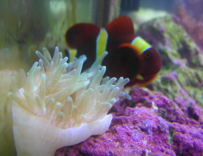 corals inverts - entacmaea quadricolor - bubble tip anemone stocking in 125 gallons tank - green bubble anemone corals inverts - entacmaea quadricolor - bubble tip anemone stocking in 125 gallons tank - green bubble anemone
