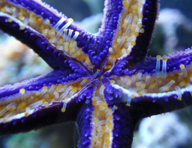 corals inverts - linckia teres - linckia sea star, purple stocking in 144 gallons tank - Purple linkia star corals inverts - linckia teres - linckia sea star, purple stocking in 144 gallons tank - Purple linkia star