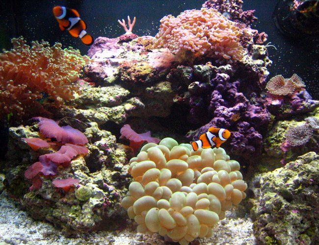 corals inverts - plerogyra sinuosa - bubble coral stocking in 55 gallons tank - 29 gallon biocube. corals inverts - plerogyra sinuosa - bubble coral stocking in 55 gallons tank - 29 gallon biocube.