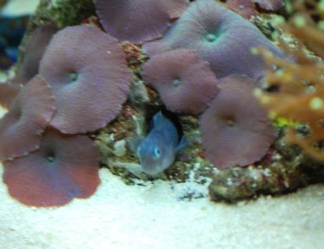 corals inverts - actinodiscus sp. - purple mushrooms stocking in 60 gallons tank - BiColor Blenny (Lenny) He likes to hide in this mushroom coral corals inverts - actinodiscus sp. - purple mushrooms stocking in 60 gallons tank - BiColor Blenny (Lenny) He likes to hide in this mushroom coral