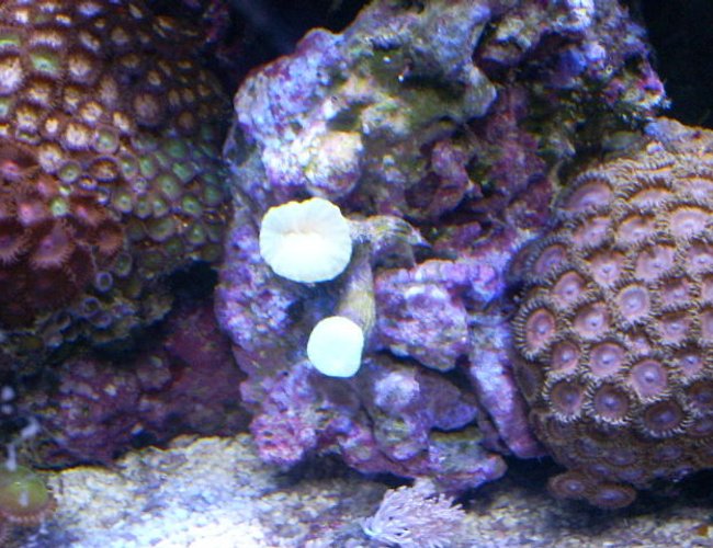 corals inverts - zoanthus sp. - button polyp, pink stocking in 24 gallons tank - pink pallys and candy cane coral corals inverts - zoanthus sp. - button polyp, pink stocking in 24 gallons tank - pink pallys and candy cane coral
