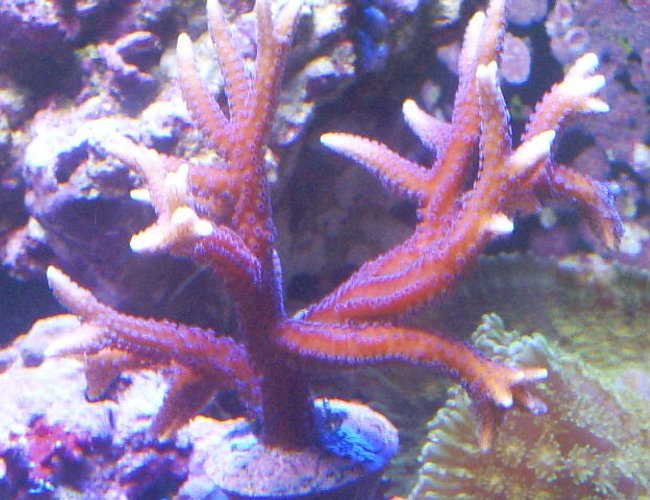 corals inverts - seriatopora hystrix - birdsnest coral stocking in 24 gallons tank - birdsnest corals inverts - seriatopora hystrix - birdsnest coral stocking in 24 gallons tank - birdsnest