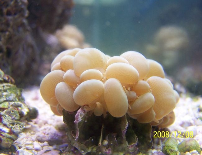 corals inverts - plerogyra sinuosa - bubble coral stocking in 75 gallons tank - Bubble Coral corals inverts - plerogyra sinuosa - bubble coral stocking in 75 gallons tank - Bubble Coral