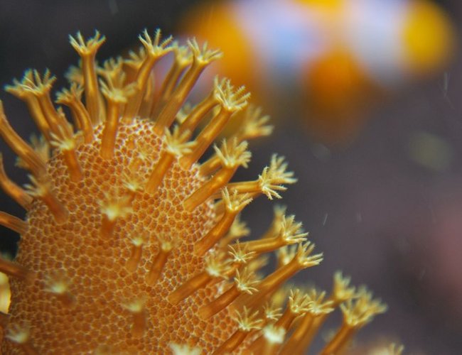 corals inverts - lobophytum sp. - devil's hand leather coral stocking in 55 gallons tank - An attempt at a macro shot of a Devils Hand leather coral and a clown fish in background. corals inverts - lobophytum sp. - devil's hand leather coral stocking in 55 gallons tank - An attempt at a macro shot of a Devils Hand leather coral and a clown fish in background.