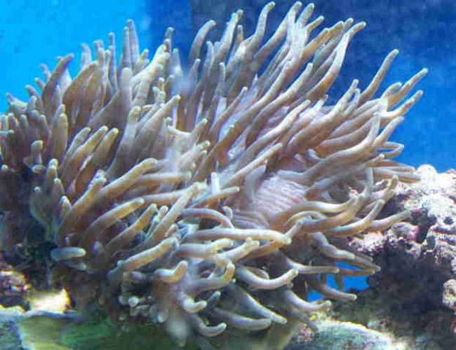 corals inverts - condylactis sp. - haitian reef anemone stocking in 70 gallons tank - bubble tip anemone corals inverts - condylactis sp. - haitian reef anemone stocking in 70 gallons tank - bubble tip anemone