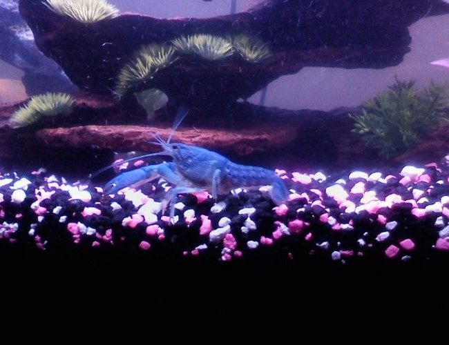 corals inverts - procambarus sp. - hammers cobalt blue lobster stocking in 55 gallons tank - I love lobsters corals inverts - procambarus sp. - hammers cobalt blue lobster stocking in 55 gallons tank - I love lobsters