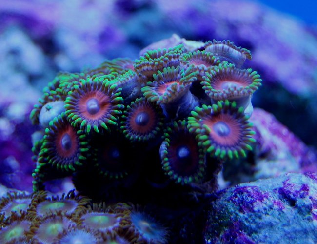 corals inverts - zoanthus sp. - button polyp, pink stocking in 65 gallons tank - zoanthus corals inverts - zoanthus sp. - button polyp, pink stocking in 65 gallons tank - zoanthus