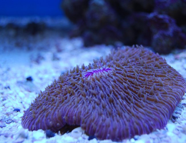 corals inverts - fungia repanda - plate coral, short tentacle stocking in 65 gallons tank - pink Plate coral corals inverts - fungia repanda - plate coral, short tentacle stocking in 65 gallons tank - pink Plate coral