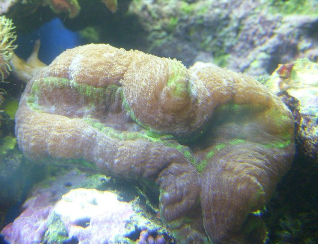corals inverts - trachyphyllia radiata - brain coral, wellsophyllia stocking in 150 gallons tank - purple and green open brain coral corals inverts - trachyphyllia radiata - brain coral, wellsophyllia stocking in 150 gallons tank - purple and green open brain coral