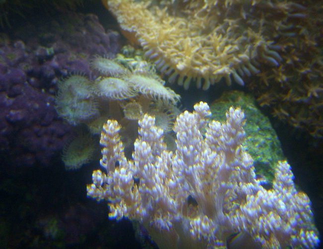 corals inverts - capnella sp. - kenya tree coral stocking in 150 gallons tank - zoo's, kenyi tree coral. corals inverts - capnella sp. - kenya tree coral stocking in 150 gallons tank - zoo's, kenyi tree coral.