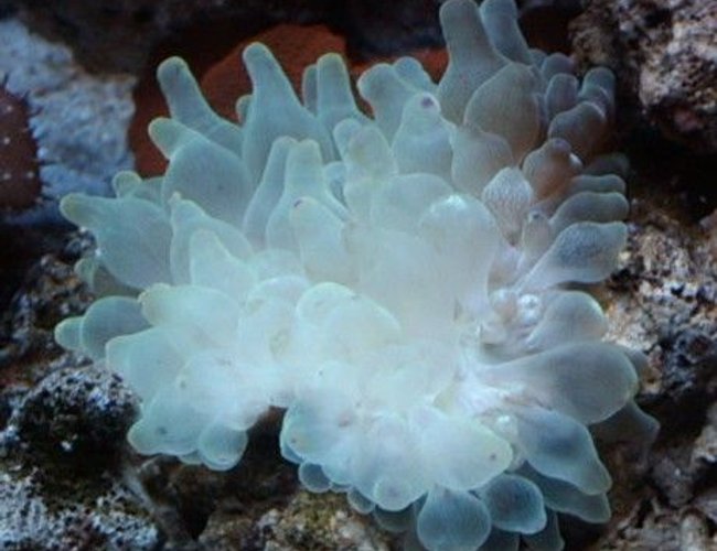 corals inverts - entacmaea quadricolor - bulb anemone stocking in 44 gallons tank - Purple tip bubble anenome. corals inverts - entacmaea quadricolor - bulb anemone stocking in 44 gallons tank - Purple tip bubble anenome.