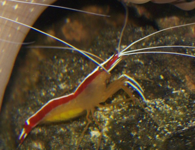 corals inverts - lysmata amboinensis - scarlet skunk cleaner shrimp stocking in 65 gallons tank - cleaner shrimp corals inverts - lysmata amboinensis - scarlet skunk cleaner shrimp stocking in 65 gallons tank - cleaner shrimp