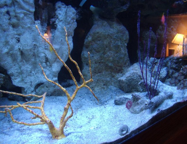 corals inverts - diodogorgia nodulifera - yellow finger gorgonian stocking in 220 gallons tank - Gorgonia corals inverts - diodogorgia nodulifera - yellow finger gorgonian stocking in 220 gallons tank - Gorgonia