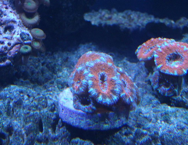 corals inverts - acanthastrea lordhowensis - aussie acan lord stocking in 220 gallons tank - Acans corals inverts - acanthastrea lordhowensis - aussie acan lord stocking in 220 gallons tank - Acans