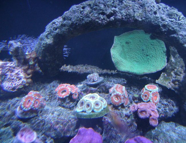 corals inverts - acanthastrea lordhowensis - aussie acan lord stocking in 220 gallons tank - Group of Acans corals inverts - acanthastrea lordhowensis - aussie acan lord stocking in 220 gallons tank - Group of Acans