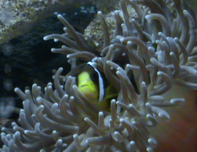 corals inverts - heteractis crispa - sebae anemone stocking in 28 gallons tank - Clarkii Amphiprion corals inverts - heteractis crispa - sebae anemone stocking in 28 gallons tank - Clarkii Amphiprion