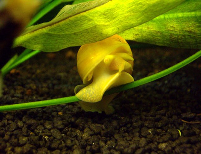 corals inverts - pomacea bridgesii - golden apple snail stocking in 40 gallons tank - Pomacea Bridgesii corals inverts - pomacea bridgesii - golden apple snail stocking in 40 gallons tank - Pomacea Bridgesii