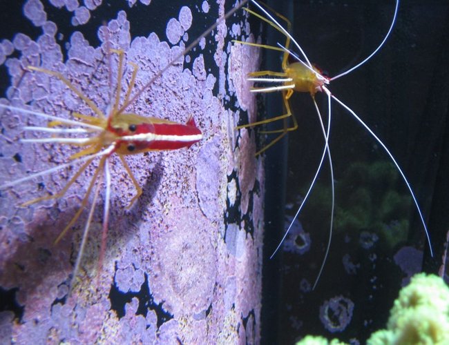corals inverts - lysmata amboinensis - scarlet skunk cleaner shrimp stocking in 120 gallons tank - Candy Cane Shrimp corals inverts - lysmata amboinensis - scarlet skunk cleaner shrimp stocking in 120 gallons tank - Candy Cane Shrimp