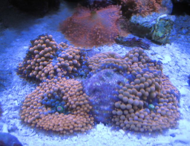 corals inverts - ricordea yuma - orange ricordea mushroom stocking in 46 gallons tank - More Corals corals inverts - ricordea yuma - orange ricordea mushroom stocking in 46 gallons tank - More Corals
