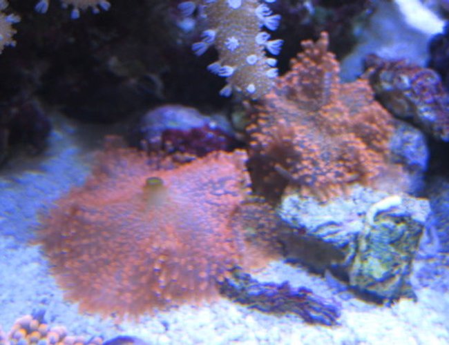 corals inverts - ricordea yuma - ricordea mushroom stocking in 46 gallons tank - More Corals corals inverts - ricordea yuma - ricordea mushroom stocking in 46 gallons tank - More Corals