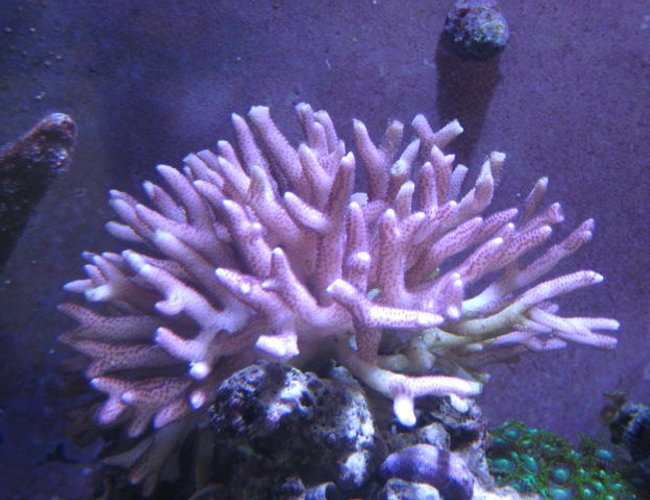 corals inverts - seriatopora stellata - pink thick branch birdsnest coral stocking in 46 gallons tank - Corals corals inverts - seriatopora stellata - pink thick branch birdsnest coral stocking in 46 gallons tank - Corals