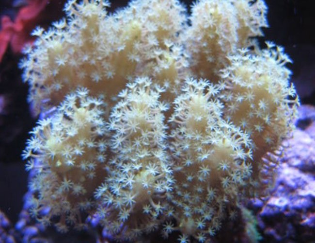 corals inverts - sinularia sp. - finger leather coral stocking in 46 gallons tank - Corals corals inverts - sinularia sp. - finger leather coral stocking in 46 gallons tank - Corals