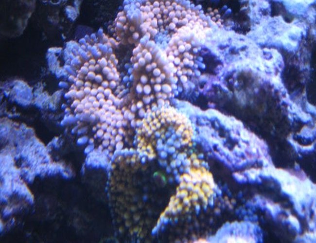 corals inverts - ricordea florida - orange ricordea mushrooms stocking in 46 gallons tank - Corals corals inverts - ricordea florida - orange ricordea mushrooms stocking in 46 gallons tank - Corals