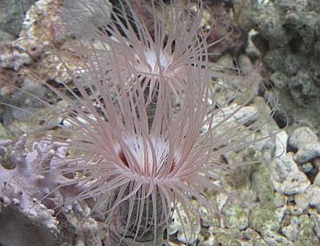 corals inverts - cerianthus membranacea - tube anemone stocking in 700 gallons tank - Waiting for anything to touch me. corals inverts - cerianthus membranacea - tube anemone stocking in 700 gallons tank - Waiting for anything to touch me.