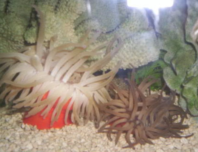 corals inverts - condylactis gigantea - condy anemone stocking in 125 gallons tank - 2 Condy Anenomes corals inverts - condylactis gigantea - condy anemone stocking in 125 gallons tank - 2 Condy Anenomes