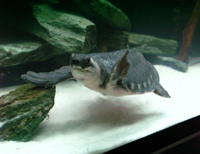 corals inverts - trachemys scripta scripta - yellow belly slider turtle stocking in 75 gallons tank - Fly River Turtle corals inverts - trachemys scripta scripta - yellow belly slider turtle stocking in 75 gallons tank - Fly River Turtle