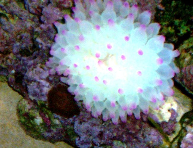 corals inverts - entacmaea quadricolor - bubble tip anemone stocking in 114 gallons tank - BUBBLE TIP ANEMONE corals inverts - entacmaea quadricolor - bubble tip anemone stocking in 114 gallons tank - BUBBLE TIP ANEMONE