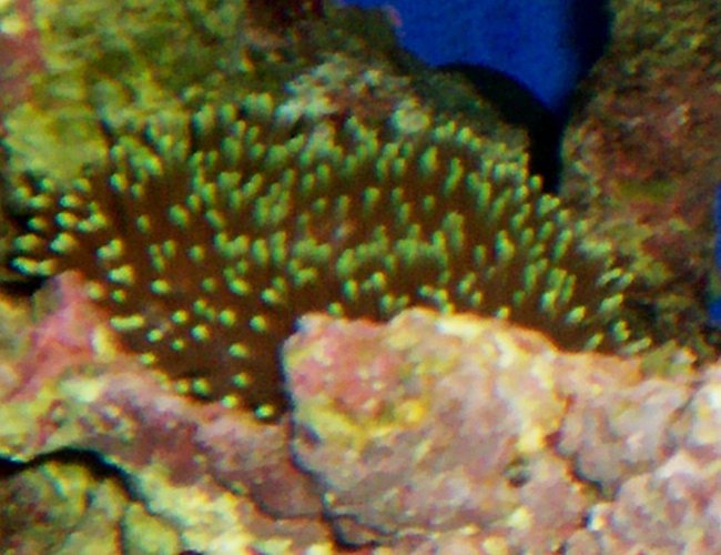 corals inverts - entacmaea quadricolor - bubble tip anemone stocking in 114 gallons tank - BUBBLE TIP ANEMONE
( ENTACMAEA QUADRICOLOR ) corals inverts - entacmaea quadricolor - bubble tip anemone stocking in 114 gallons tank - BUBBLE TIP ANEMONE
( ENTACMAEA QUADRICOLOR )