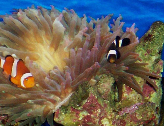 corals inverts - entacmaea quadricolor - rose anemone stocking in 114 gallons tank - MY 2 CLOWN FISH HAVING FUN corals inverts - entacmaea quadricolor - rose anemone stocking in 114 gallons tank - MY 2 CLOWN FISH HAVING FUN