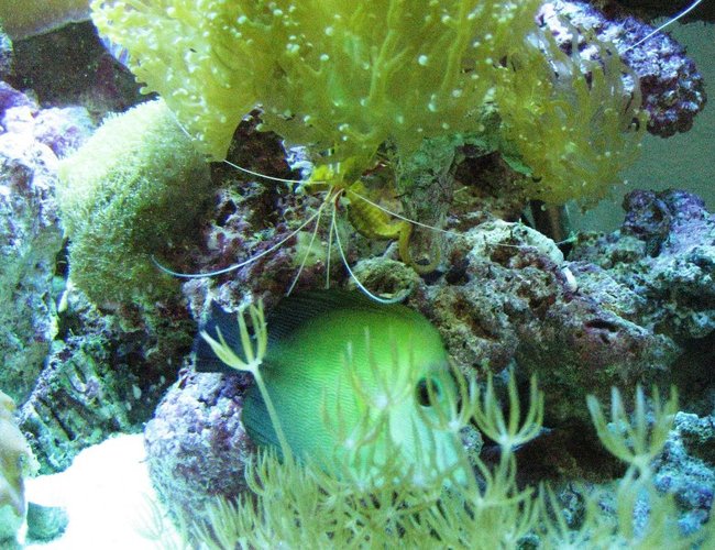 corals inverts - undescribed zoanthid - colony polyp, yellow stocking in 75 gallons tank - my sea horse corals inverts - undescribed zoanthid - colony polyp, yellow stocking in 75 gallons tank - my sea horse