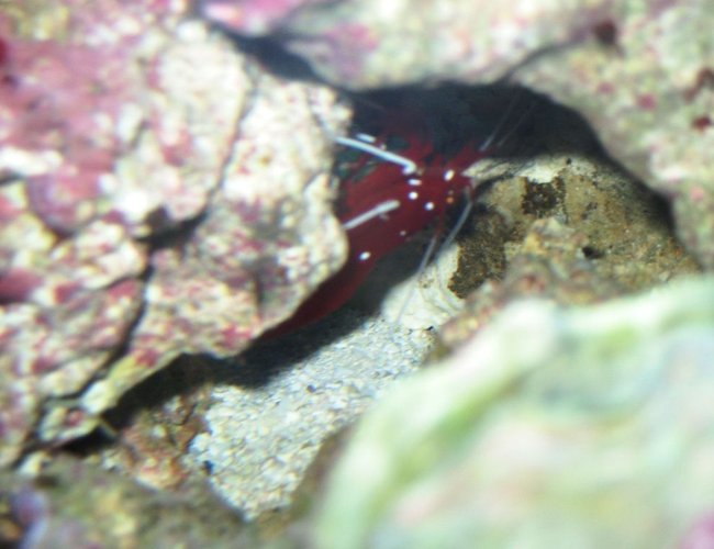 corals inverts - lysmata debelius - blood red fire shrimp stocking in 75 gallons tank - Red shrimp corals inverts - lysmata debelius - blood red fire shrimp stocking in 75 gallons tank - Red shrimp