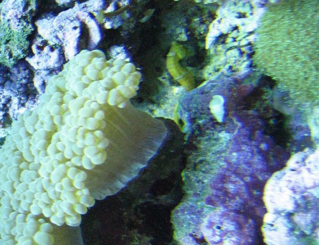 corals inverts - euphyllia glabrescens - torch coral stocking in 75 gallons tank - corals corals inverts - euphyllia glabrescens - torch coral stocking in 75 gallons tank - corals