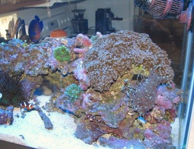 corals inverts - euphyllia ancora - hammer / anchor coral stocking in 55 gallons tank - My 55 Gallon with lots of life corals inverts - euphyllia ancora - hammer / anchor coral stocking in 55 gallons tank - My 55 Gallon with lots of life