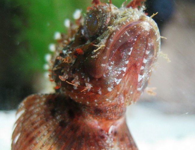 corals inverts - haliotis sp. - abalone stocking in 120 gallons tank - He sure is intriguingly ugly, yet majestic. corals inverts - haliotis sp. - abalone stocking in 120 gallons tank - He sure is intriguingly ugly, yet majestic.