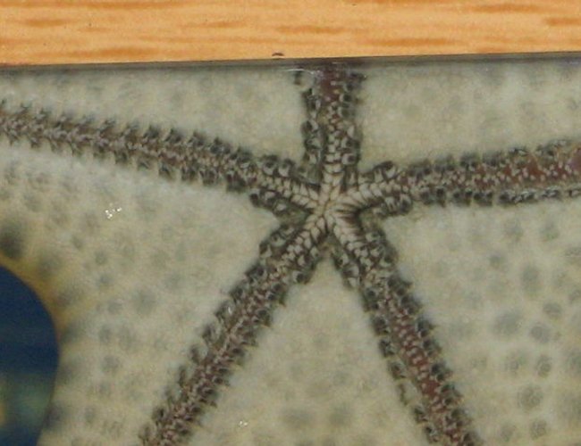 corals inverts - protoreastor nodosus - chocolate chip starfish stocking in 75 gallons tank - Close up on my Chocolate Chip corals inverts - protoreastor nodosus - chocolate chip starfish stocking in 75 gallons tank - Close up on my Chocolate Chip