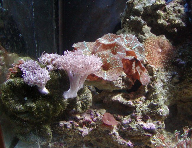 corals inverts - rhodactis indosinensis - hairy mushroom stocking in 75 gallons tank - coral corals inverts - rhodactis indosinensis - hairy mushroom stocking in 75 gallons tank - coral