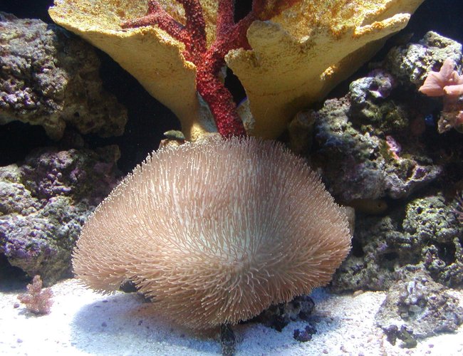 corals inverts - sarcophyton sp. - long polyp leather stocking in 75 gallons tank - coral corals inverts - sarcophyton sp. - long polyp leather stocking in 75 gallons tank - coral
